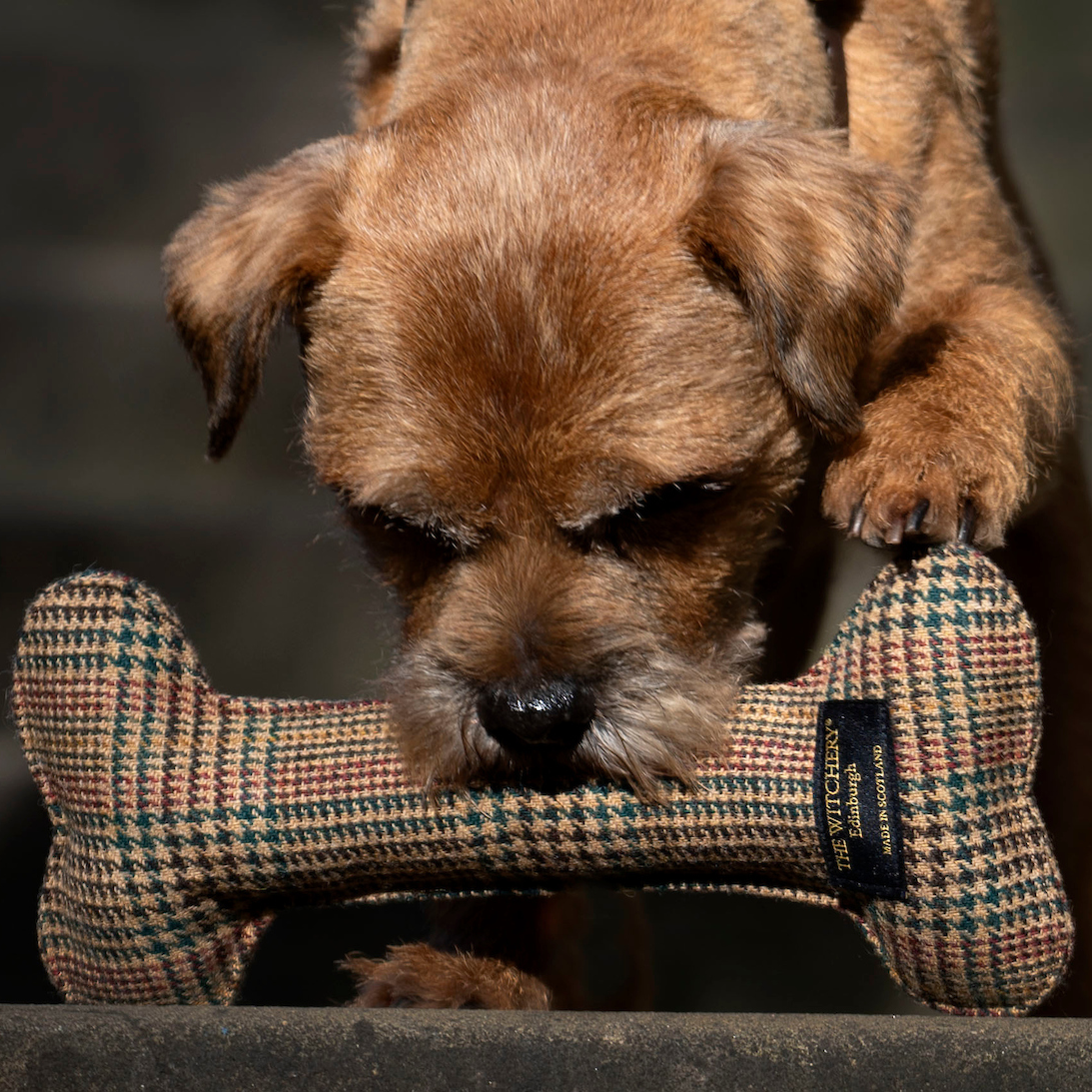 Dog bone toy